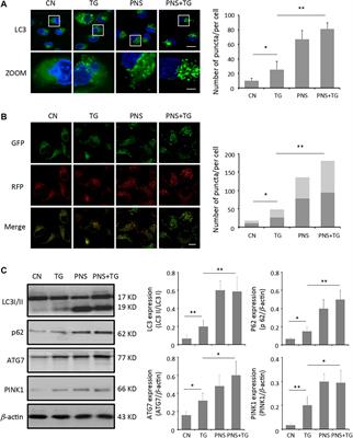 Inhibition of Autophagy Prevents Panax Notoginseng Saponins (PNS) Protection on Cardiac Myocytes Against Endoplasmic Reticulum (ER) Stress-Induced Mitochondrial Injury, Ca2+ Homeostasis and Associated Apoptosis